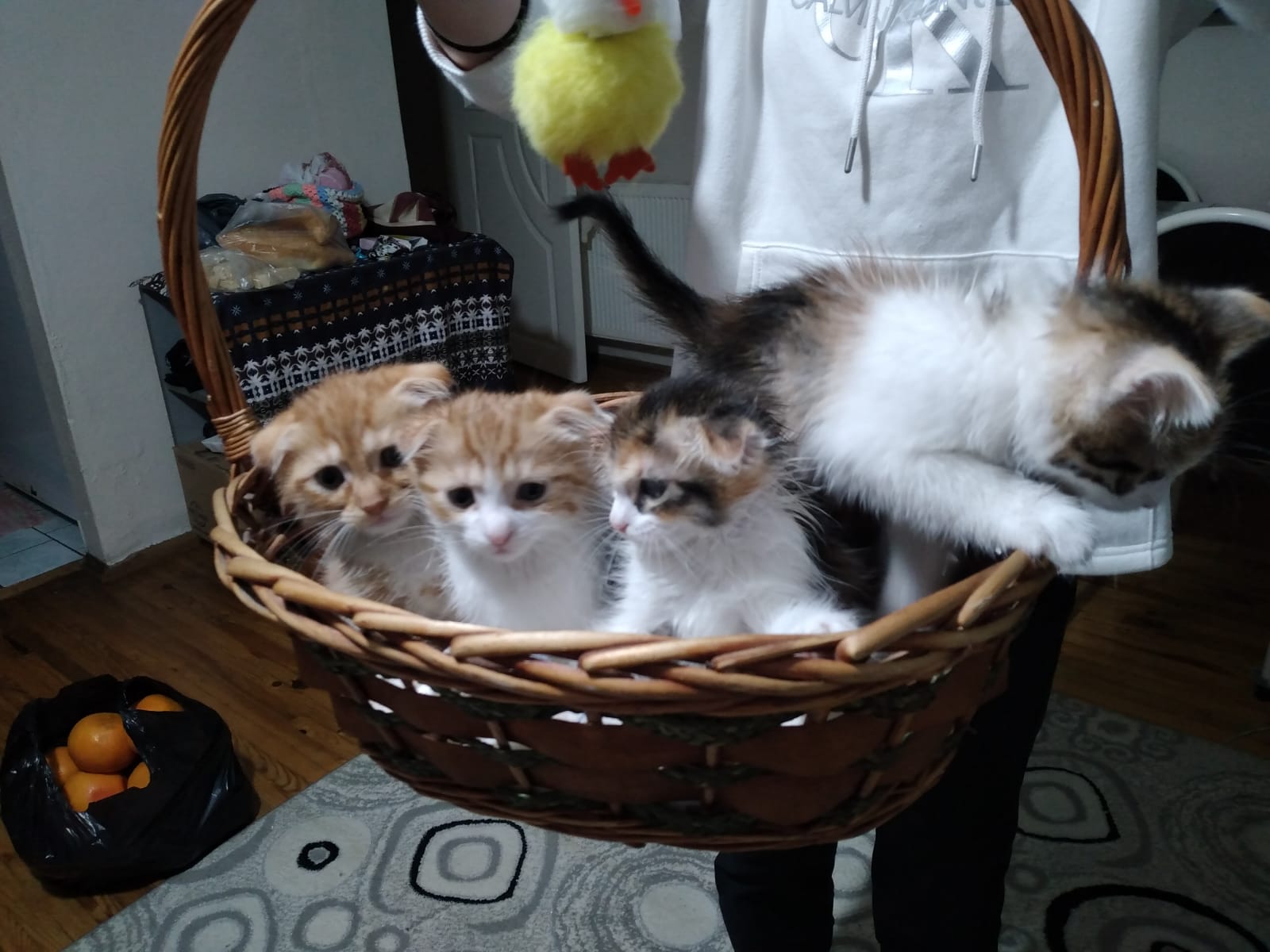 İki tane 4 aylık yavru kedilerimiz var sahiplenmek bekliyorlar