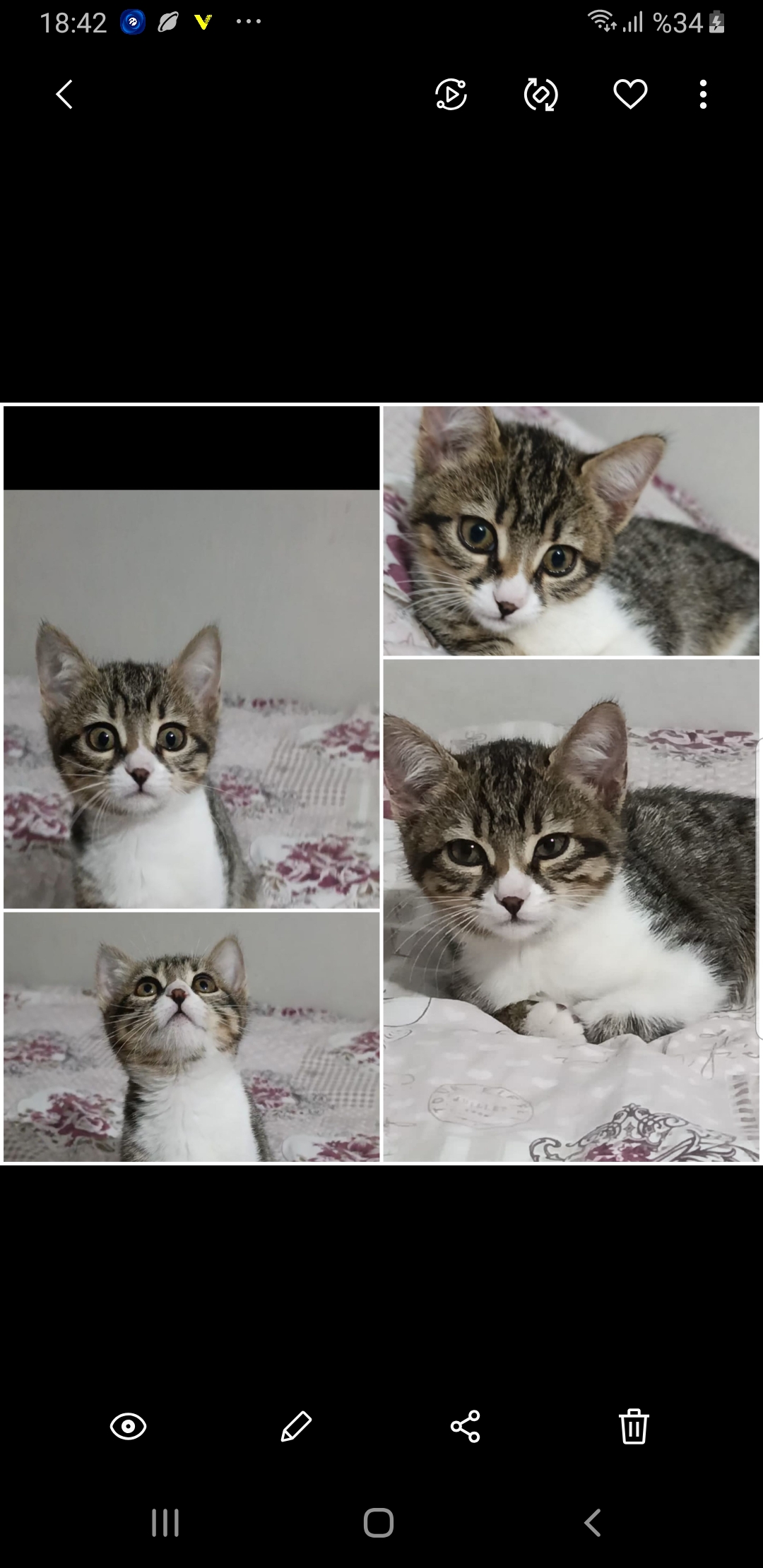 2 aylık dişi tekir kedi acil yuva