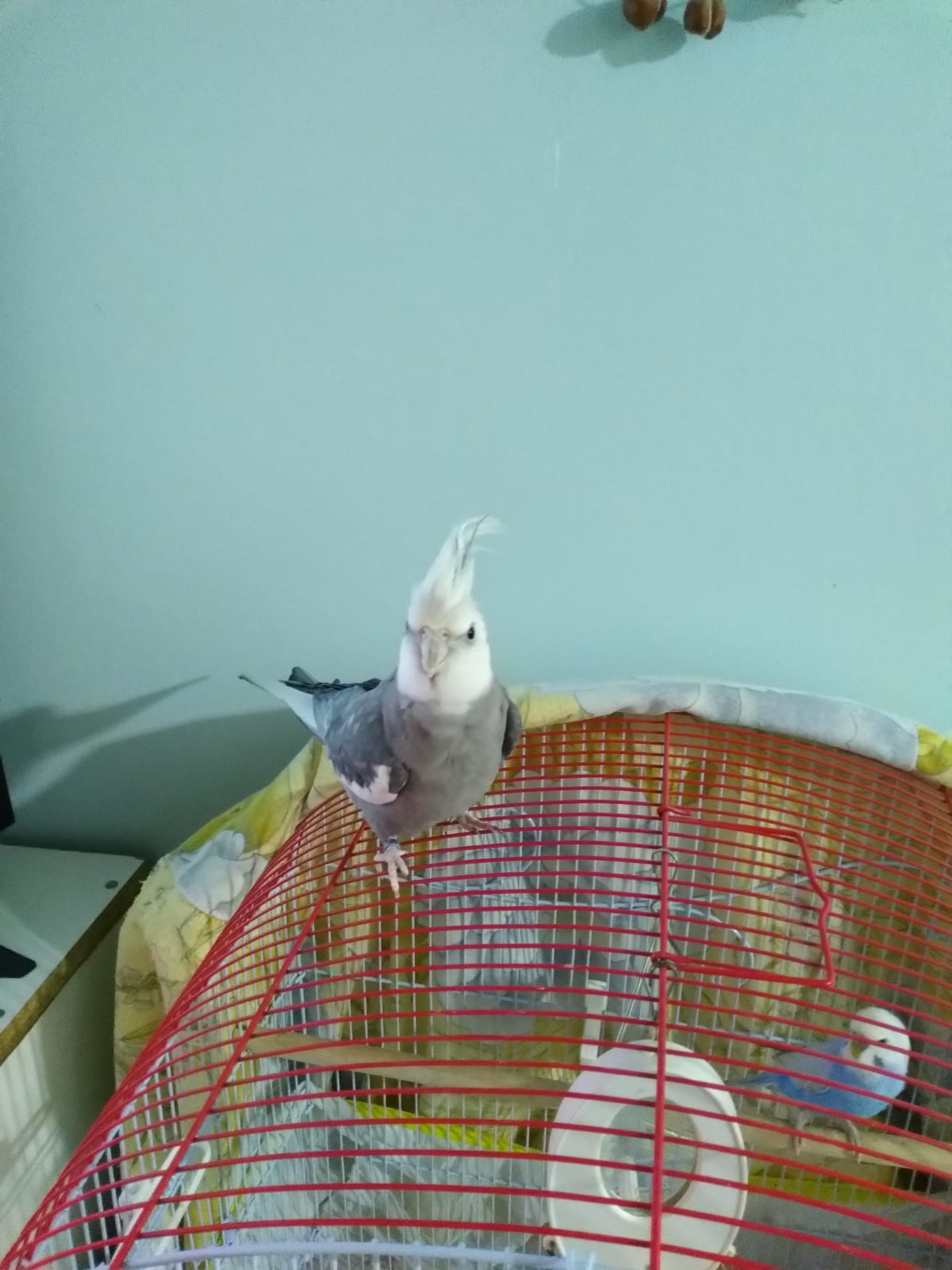 Papağanımızı Sahiplendirmek istiyorum