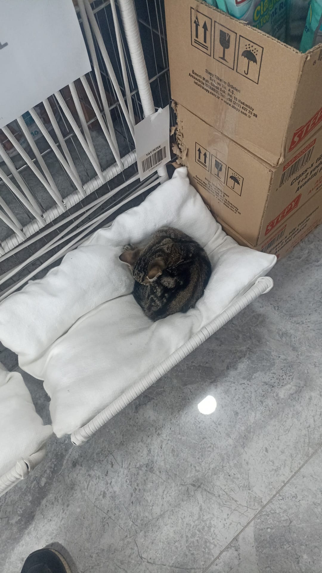 Yavru kedi buldum sahiplendirmek istiyoruz.